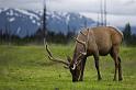 118 Alaska Wildlife and Conservation Center, Wapiti Hert